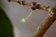 African Mongsteen. Flower of Garcinia livingstonei from Clusiaceae. Very rare in cultivation in India. The fruits are bright orange in colour, single seeded and edible with a sweet yet acidic taste