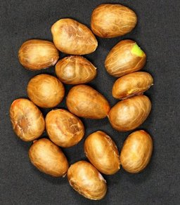 Garcinia livingstonei seeds