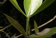 Garcinia livingstonei T. Anderson. leaf habit