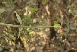 Garcinia livingstonei T. Anderson, leaf growth habit