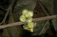 Garcinia livingstonei T. Anderson