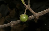 Garcinia livingstonei T. Anderson