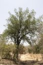 Garcinia livingstonei T. Anderson tree habit