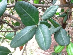 African Mangosteen (Garcinia livingstonei) seen in Cubbon Park Bangalore