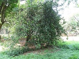 African Mangosteen (Garcinia livingstonei) seen in Cubbon Park Bangalore