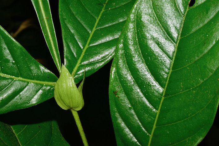 Inga est une espèce d'arbres et arbustes tropicaux Infrafamily