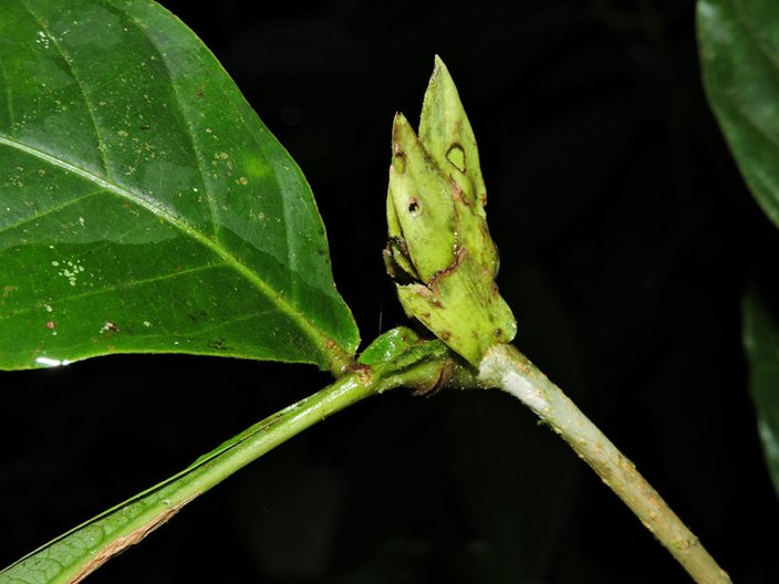 Inga est une espèce d'arbres et arbustes tropicaux Infrafamily