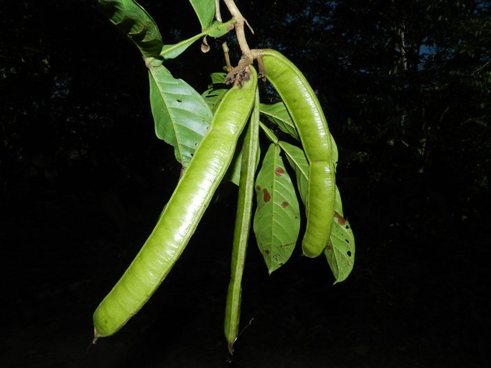 Inga est une espèce d'arbres et arbustes tropicaux Infrafamily