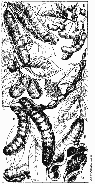A: Inga cinnamomea; B: Inga heterophylla; C: Inga fagifolia; D: Inga alba; E: Inga capitata; F: Inga macrophylla; G: Inga velutina.