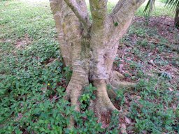 Trunk of the Inga Feuillei at Ho'omaluhia Botanical Garden in Kane'ohe, Oahu.