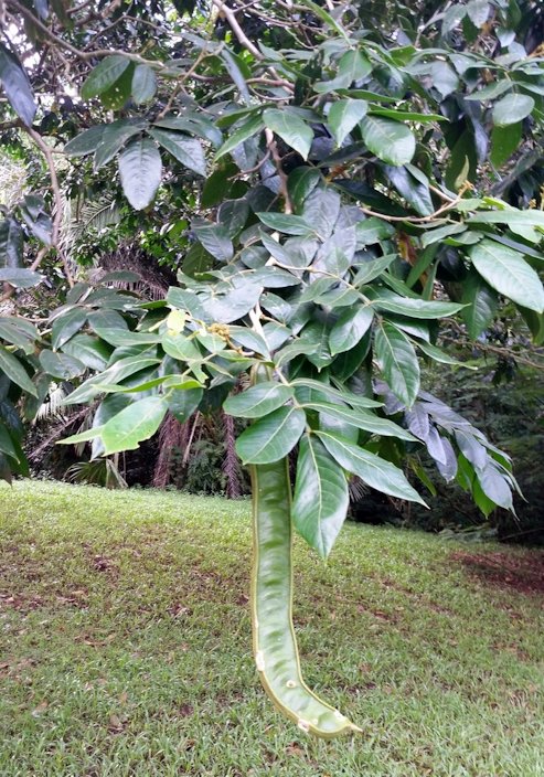 PACAY~ Inga Feuillei ICE CREAM BEAN Tropical Fruit Tree Live sml