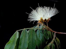 Inga edulis Mart. Fabaceae. Campus da UnB, Brasília, Brasil.