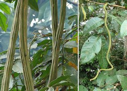 Inga edulis, mature and juvenile Guama pods. The Icecream Bean in its native Amazon basin, Columbia.