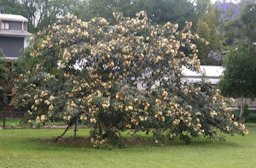 Ice Cream Bean tree flowering (Inga edulis) in the local park. Brisbane, Australia.