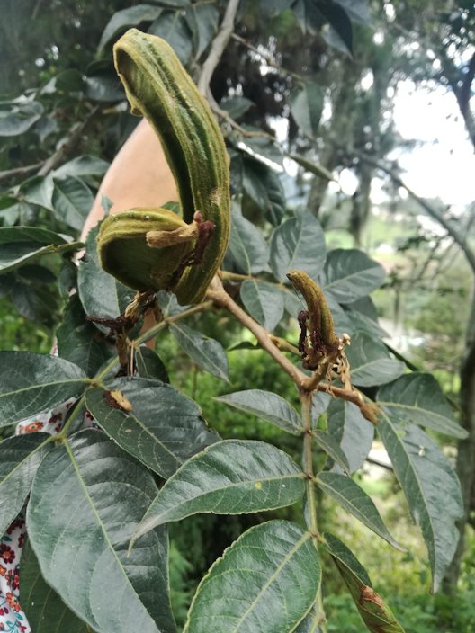 Inga est une espèce d'arbres et arbustes tropicaux Infrafamily