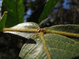 Ice-Cream-Bean, Inga edulis