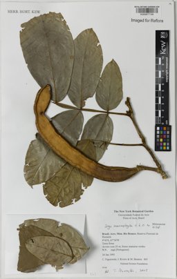 Inga macrophylla Humb. & Bonpl. ex Willd.