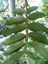 Fabaceae Inga edulis. Abaxial view of leaf.