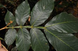 Fabaceae Inga edulis leaf