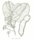 Inga spectabilis (Vahl) Willd.