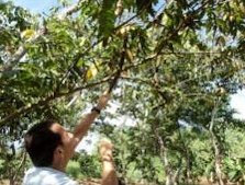 Collecting the seeds, and ripe Inga seeds.