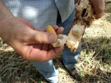 Cleaning the seeds by removing the pulp.