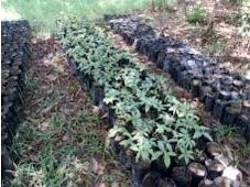 Young Inga seedlings in the bags.