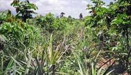 Pineapples growing in an Inga alley