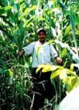Honduran farmer in tall maize