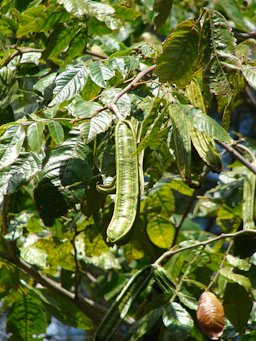 Leaves and seedpods. Olinda, Maui, Hawai'i.