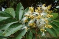 Inga edulis Mart., inflorescence with leaves.