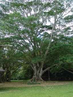 Pacay (Inga feuillei) in Ho'omaluhia Botanical Garden Oahu Hawai'i