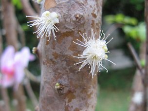 Jaboticaba