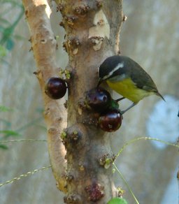 Ladrão de Jaboticaba