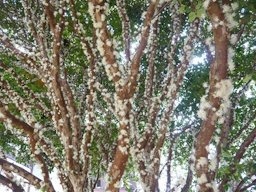 Happy Quinta-flower! Jabuticaba - Myrciaria cauliflora. Fruit native to Brazil, bears stem berries, purple in color and absolutely delicious!