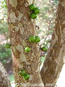 Unripe fruit