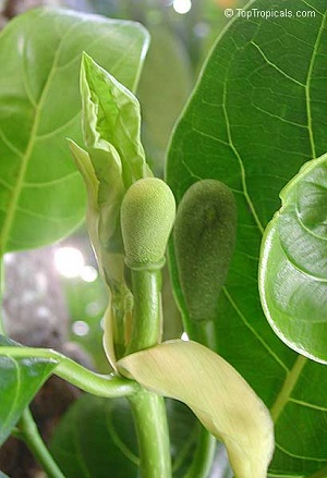 Male and female flowers