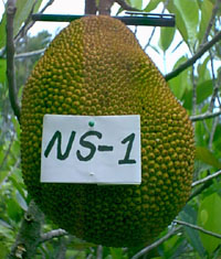 ‘NS1'