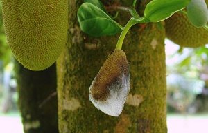 Rotting fruits covered with mycelium