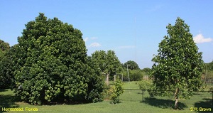 Handsome and stately, two trees with dissimilar appearances