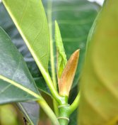 Stipules of jackfruit, Artocarpus heterophyllus. From Bogor, West Java, Indonesia