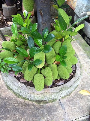 Nangka Ngora