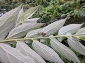 Peucetia viridana with prey on Muntinga calabura