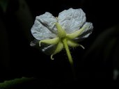 Flower underside