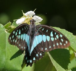 Common Jay Graphium doson in Hyderabad, India