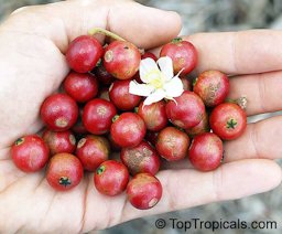 A handfull of fruit