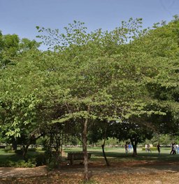 Singapur cherry Muntingia calabura in Hyderabad , India.