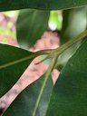Java Plum Syzygium cumini, Fort Myers, FL, US