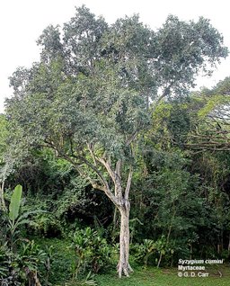 Syzygium cumini, Myrtaceae
