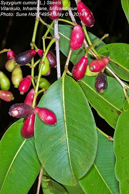 Syzygium cumini (L.) Skeels